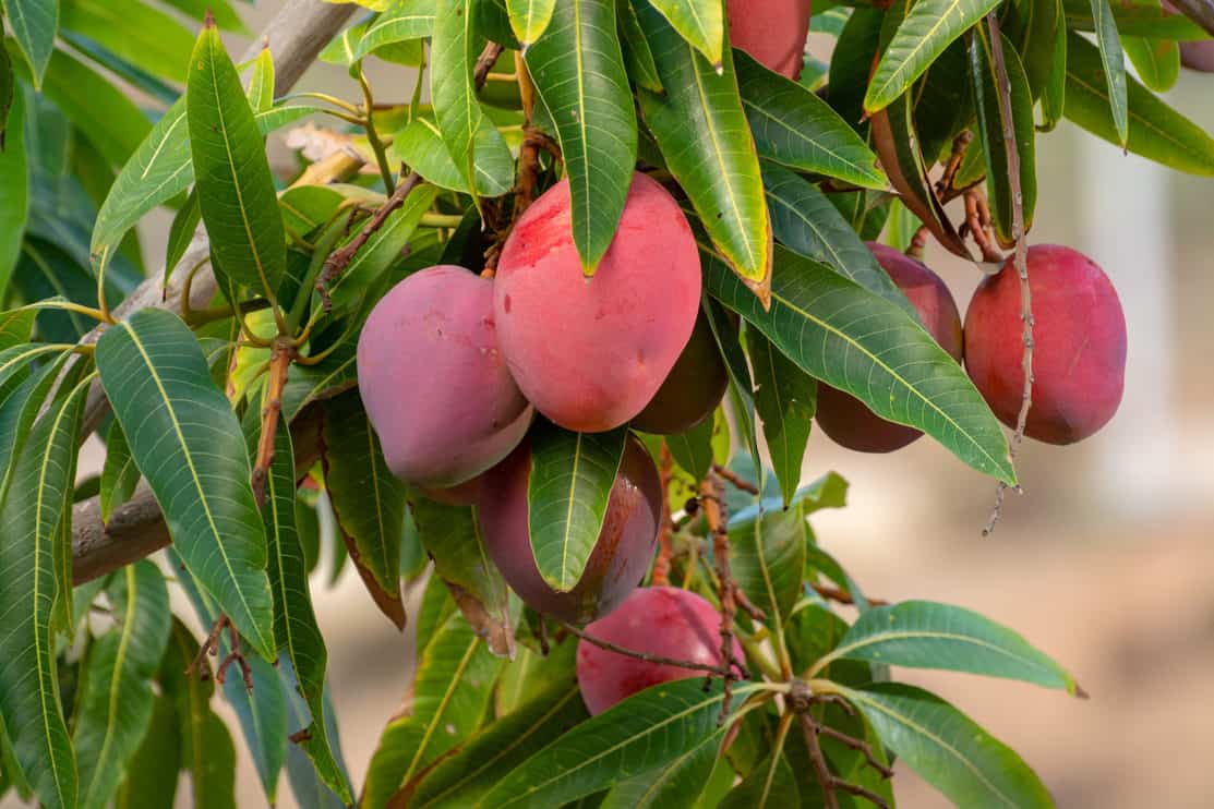 Are Mangoes Acidic Or Alkaline? Discovering The PH Value Of Different Varieties