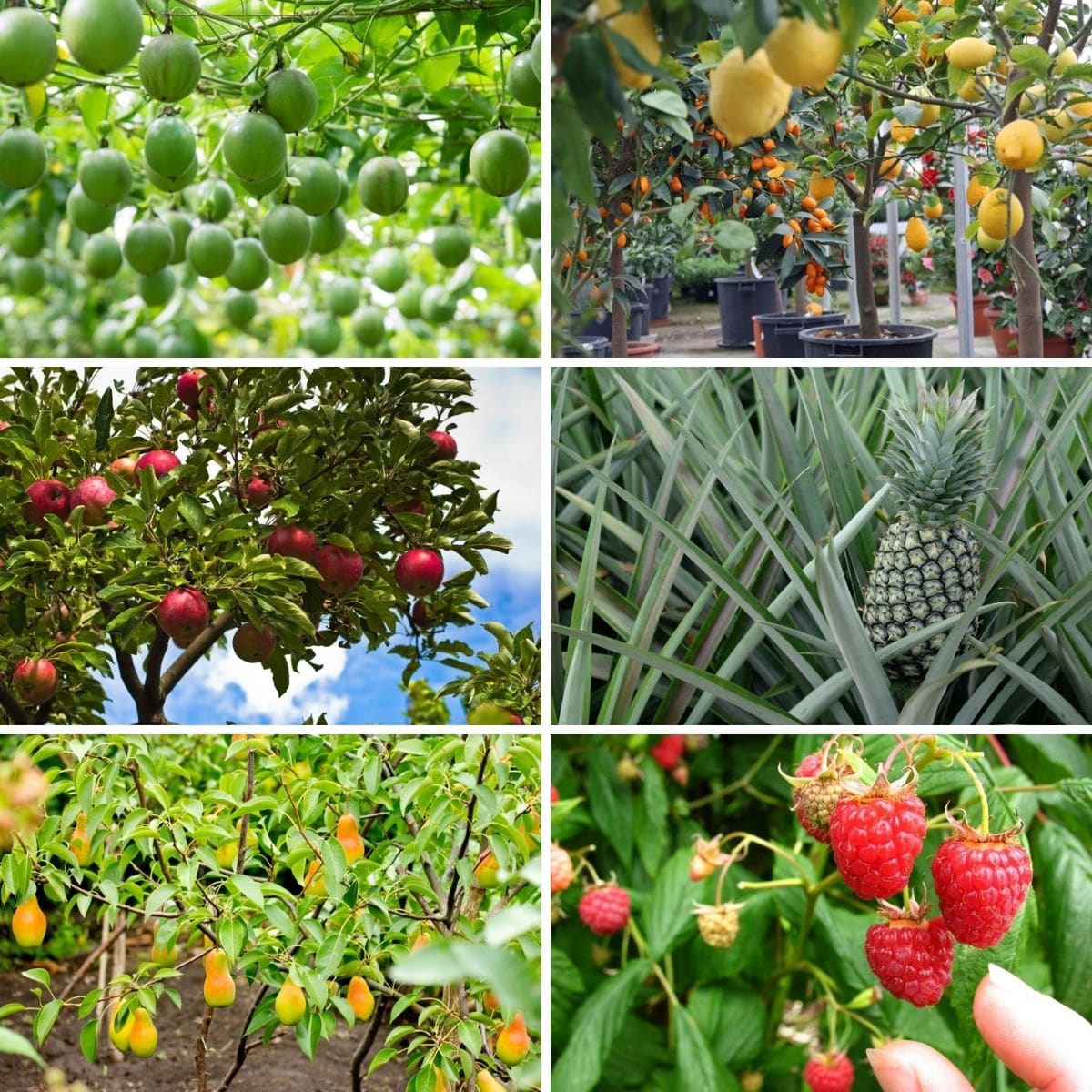 What Is The Easiest Fruit To Grow? 17 Beginner-Friendly Choices