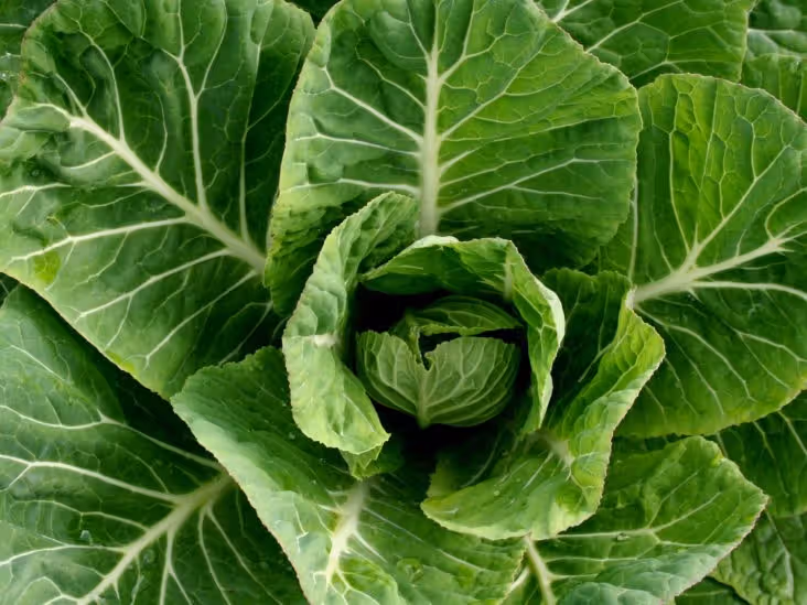 15 Incredible Benefits Of Leafy Greens For Better Health