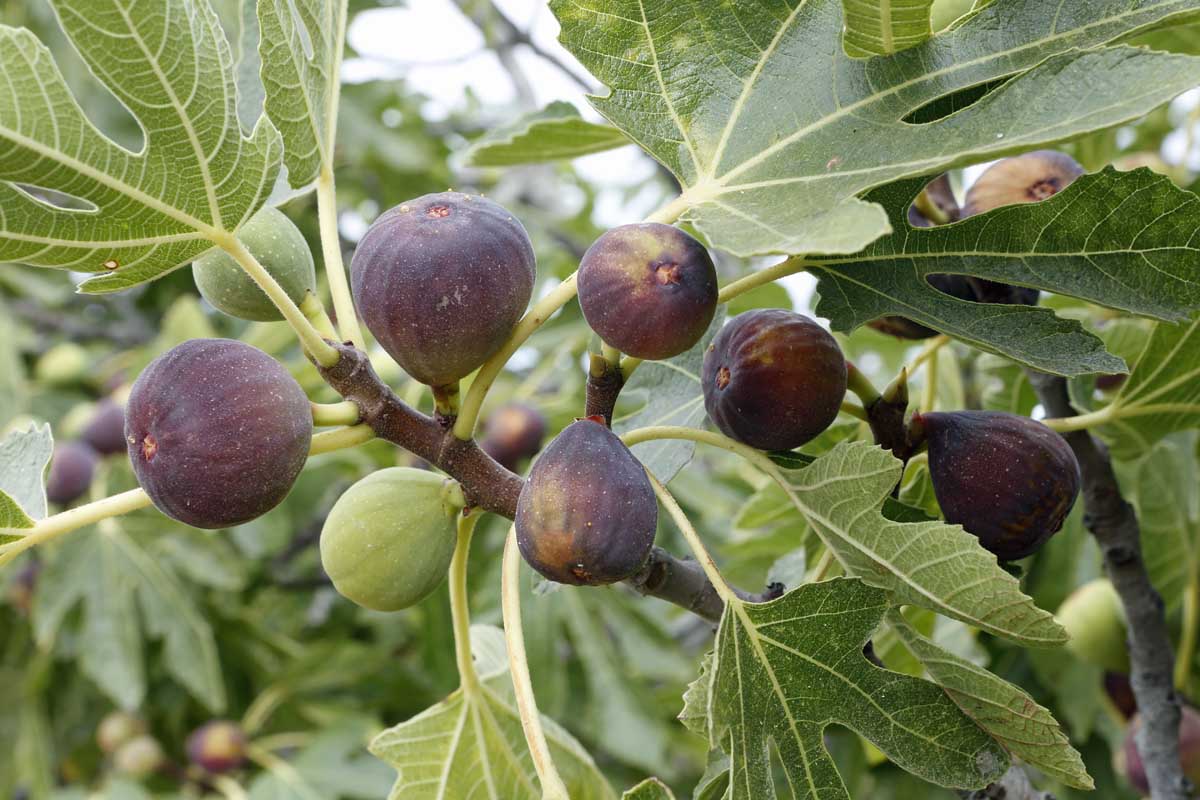 What Is The Oldest Known Fruit? Guide To Ancient Fruits