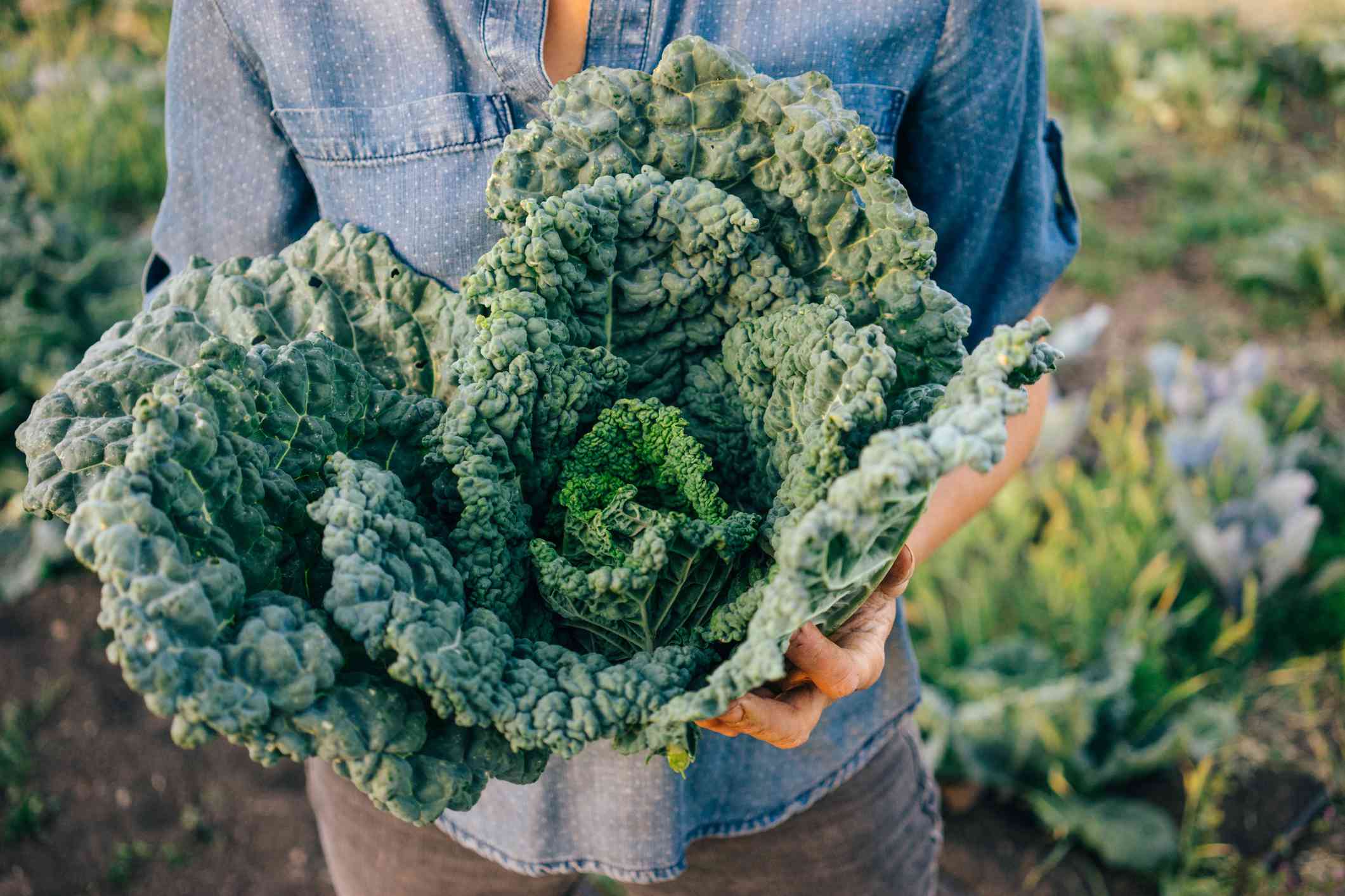 Top 15 Nutritional Benefits Of Kale For Better Health